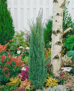 Juniperus communis Sentinel 30- 40 cm