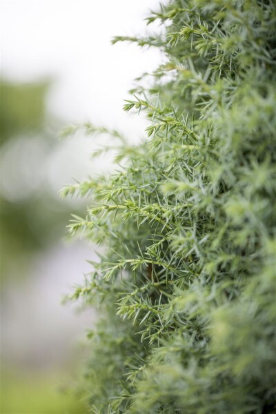 Juniperus communis Sieben Steinhäuser 3xv 125- 150 cm cm kräftig