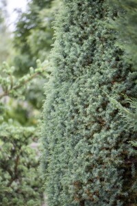 Juniperus communis Sieben Steinhäuser 3xv 125- 150 cm cm kräftig