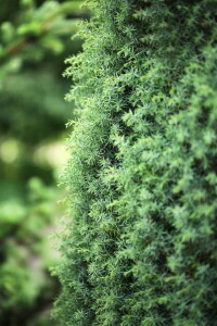 Juniperus communis Sieben Steinhäuser 3xv 125- 150 cm cm kräftig