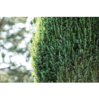 Juniperus communis Suecica 3xv mb 100-125 cm kräftig