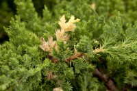 Juniperus conferta Golden Wings 20- 25 cm