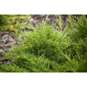 Juniperus pfitzeriana Gold Coast 9 cm Topf - Höhe...