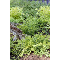 Juniperus sabina Rockery Gem 20- 30 cm