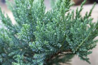 Juniperus sabina Tam No Blight 40- 60 cm 30-40