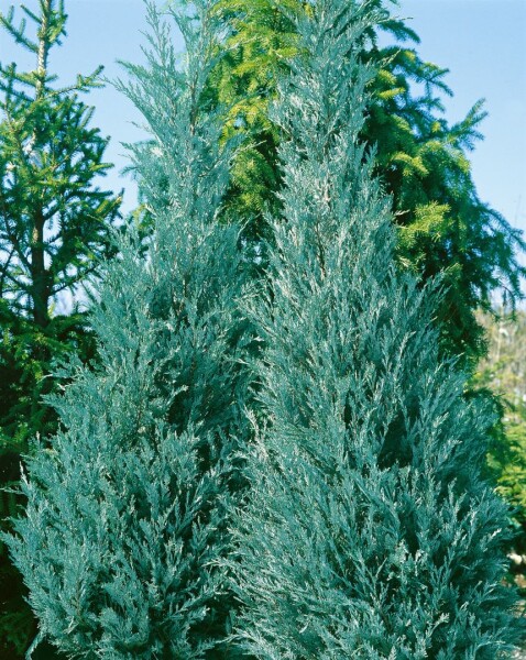 Juniperus virginiana Burkii 3xv mb 100-125 cm kräftig