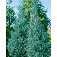 Juniperus virginiana Burkii 3xv mb 100-125 cm kräftig