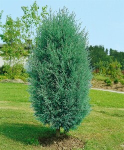 Juniperus virginiana Burkii C3 50-60