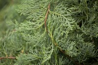 Juniperus virginiana Grey Owl mB breit 20-30