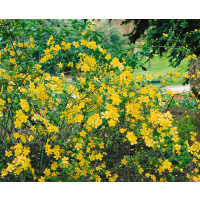 Kerria japonica Golden Guinea C3 60-100