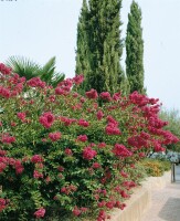 Lagerstroemia indica Double Feature Sta C7,5 80-