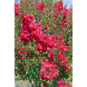 Lagerstroemia indica Dynamite 60- 80 cm