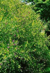 Lespedeza bicolor 30- 40 cm