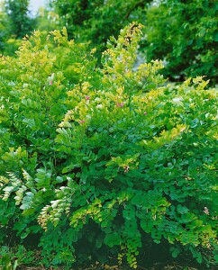 Lespedeza bicolor 30- 40 cm