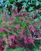Lespedeza bicolor 30- 40 cm
