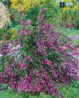 Lespedeza bicolor 30- 40 cm