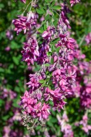 Lespedeza bicolor 30- 40 cm