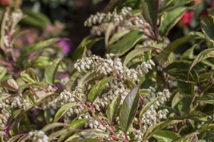 Leucothoe walteri 40- 60 cm