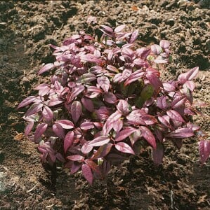 Leucothoe walteri 40- 60 cm