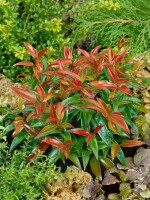 Leucothoe walteri 40- 60 cm