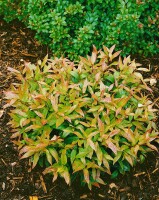 Leucothoe walteri 40- 60 cm