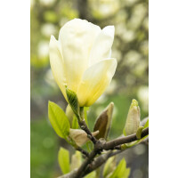 Magnolia brooklynensis Elizabeth kräftig 3xv 125-...