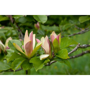 Magnolia brooklynensis Woodsman 50- 60 cm