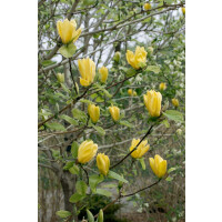 Magnolia brooklynensis Yellow Bird 125- 150 cm