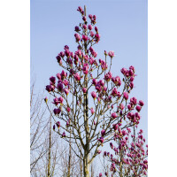 Magnolia Burgundy Star 30- 40 cm