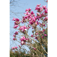 Magnolia denudata Festirose C6 80-100