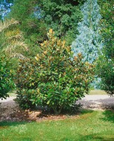 Magnolia grandiflora Alta  C10 150-175