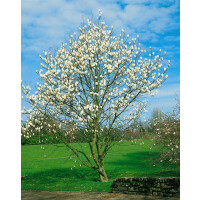 Magnolia kobus Isis 60- 80 cm