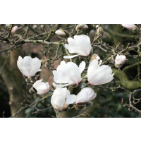 Magnolia loebneri Wildcat 60- 80 cm