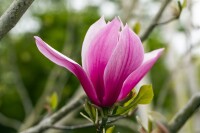 Magnolia March Till-Frost 80- 100 cm
