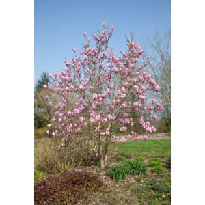 Magnolia Red Lucky 60- 80 cm