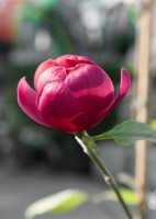 Magnolia Sweet Valentine 60- 80 cm