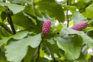 Magnolia tripetala 150- 175 cm