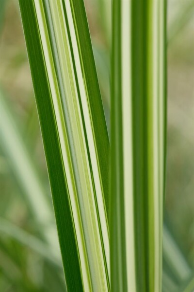 Miscanthus sinensis Silberwolke 100- 150 cm