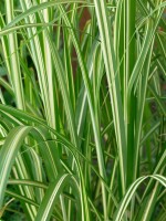 Miscanthus sinensis Silberwolke 100- 150 cm