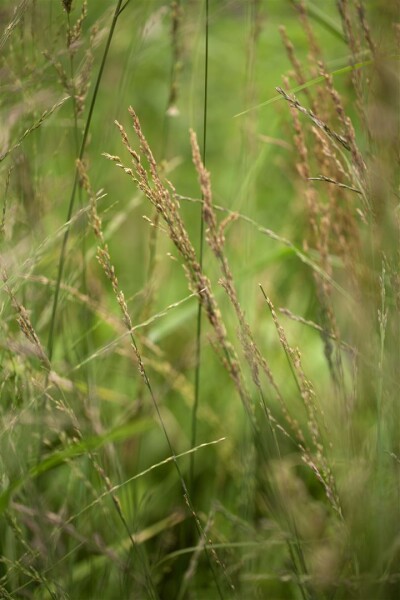 Molinia arundinacea Skyracer C5 -