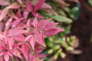 Nandina domestica Blush Pink  30- 40 cm