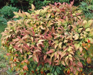 Nandina domestica Blush Pink  30- 40 cm