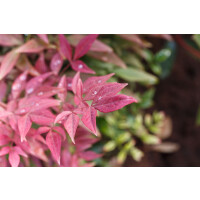Nandina domestica Blush Pink  30- 40 cm