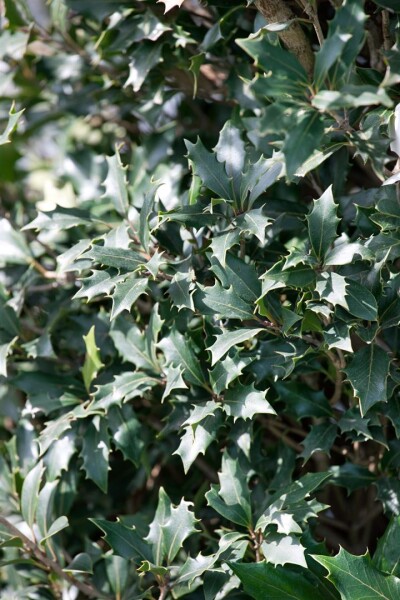 Osmanthus heterophyllus Purpureus 30- 40 cm