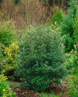 Osmanthus heterophyllus Purpureus 30- 40 cm