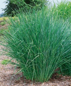 Panicum virgatum Cloud Nine C5 0