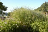 Panicum virgatum Cloud Nine C5 0