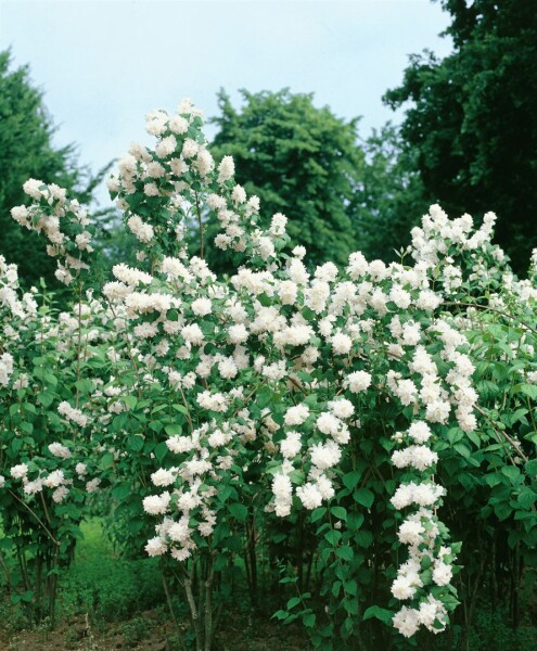 Philadelphus Minnesota Snowflake 60- 100 cm