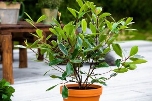 Photinia fraseri Louise   40- 60 cm