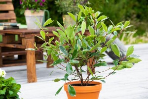 Photinia fraseri Louise   40- 60 cm